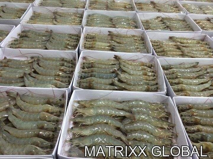 Frozen shrimp Vannamei